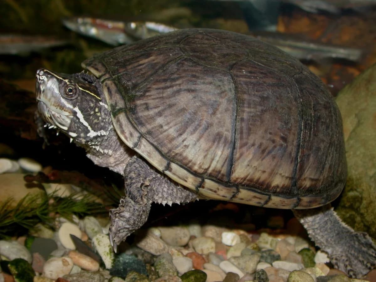 Musk Turtles, mixed breed for adoption at JSPCA — Jersey SPCA