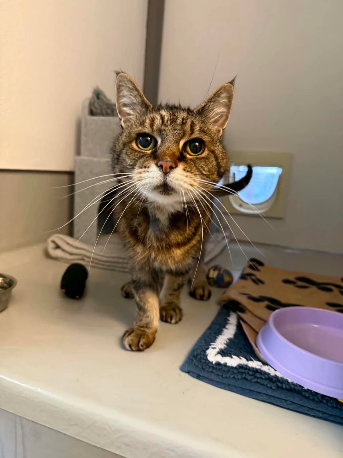 Nala, female senior Mixed Breed Cat for adoption at JSPCA — Jersey SPCA