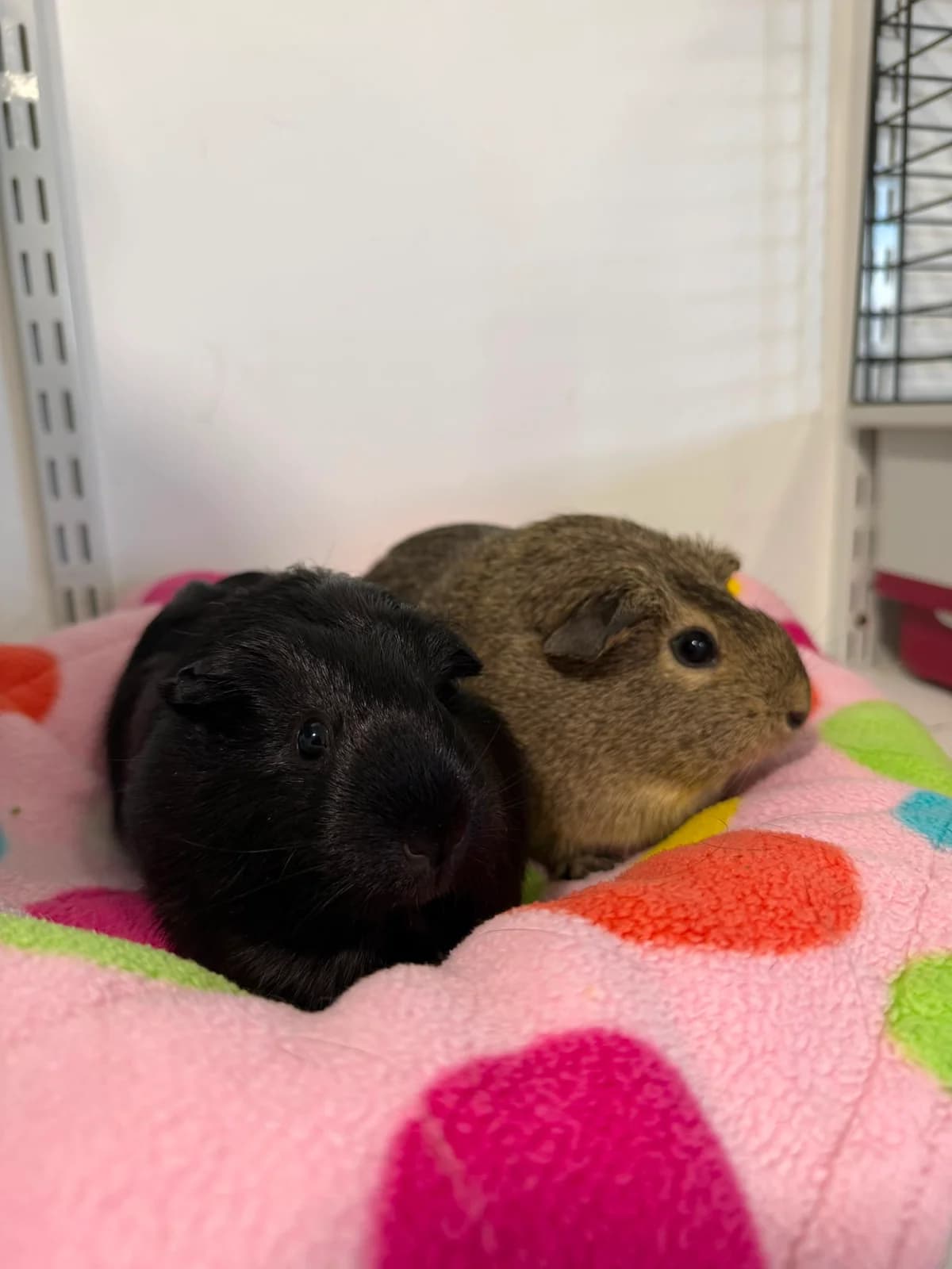 Oreo and Biscuit, female mixed breed for adoption at JSPCA — Jersey SPCA
