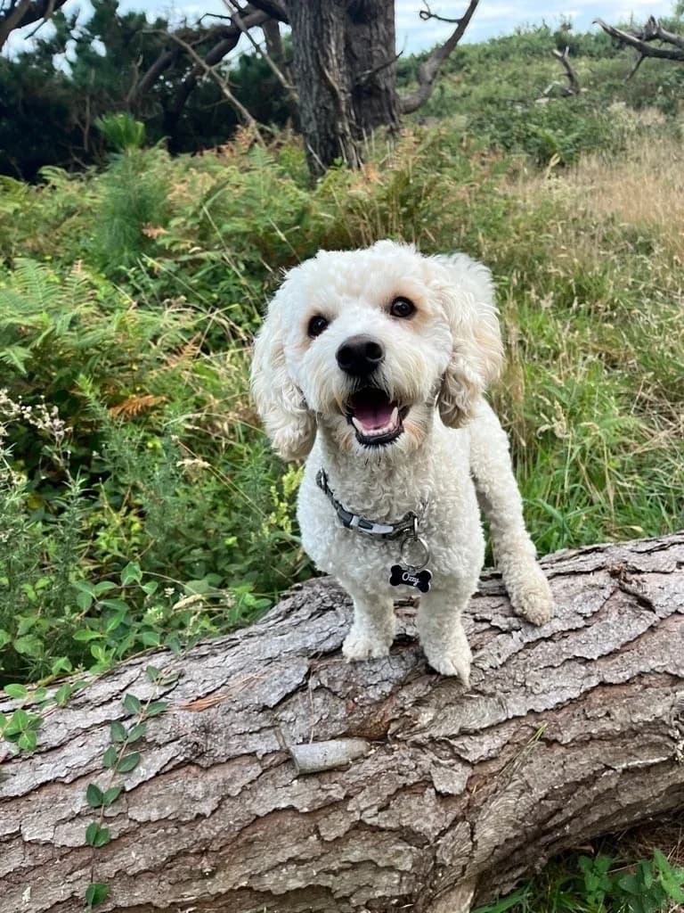 Ozzy, male 4yo Cavapoo for adoption at JSPCA — Jersey SPCA