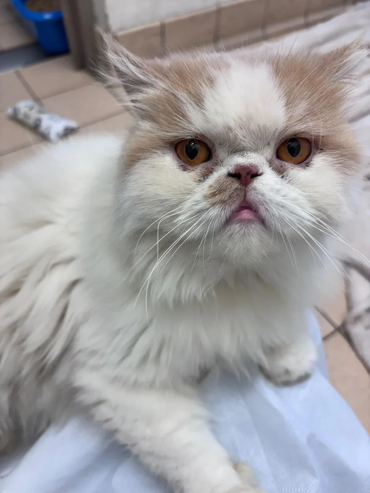Prawn & Choupette, female young Persian for adoption at JSPCA — Jersey SPCA