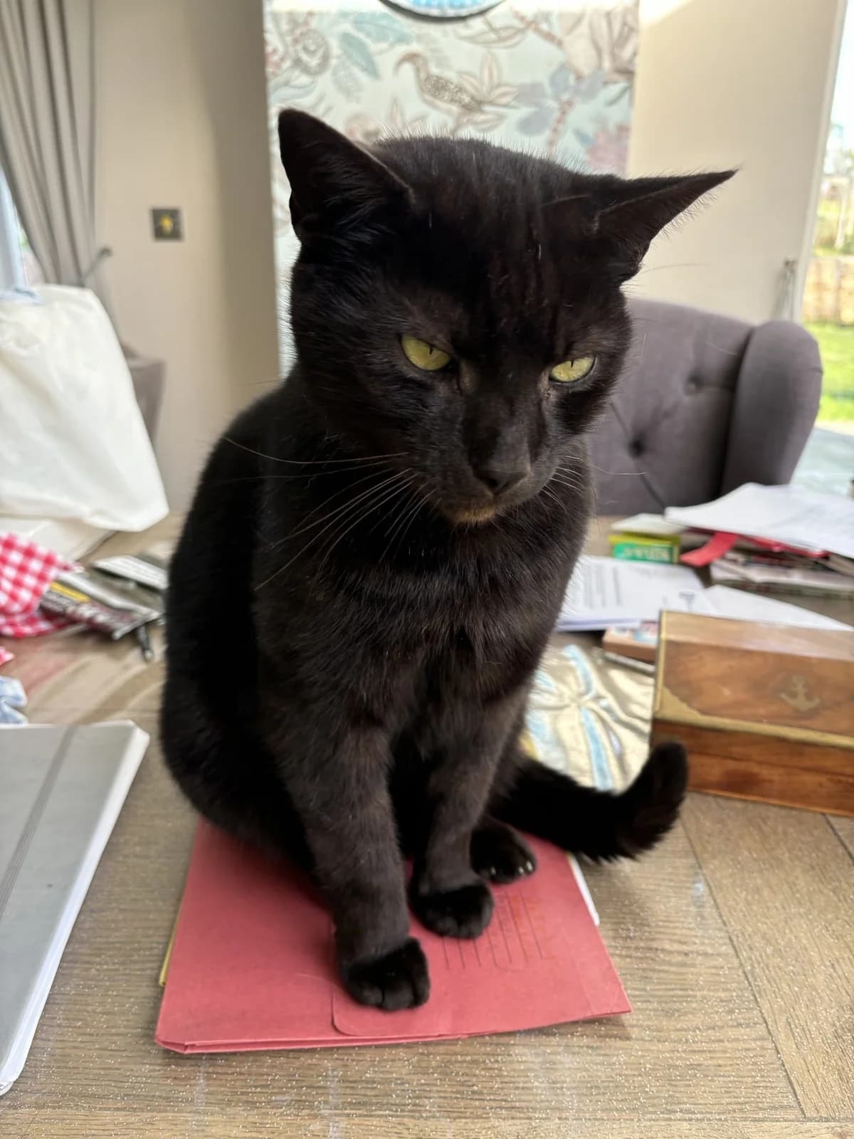 Spider, male senior Mixed Breed Cat for adoption at JSPCA — Jersey SPCA