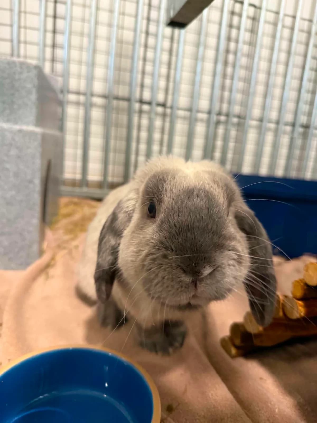 Truffles, male mixed breed for adoption at JSPCA — Jersey SPCA