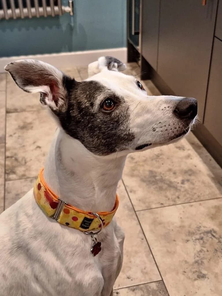 Roxy, female Mixed Breed for adoption at JR Whippet Rescue CIO