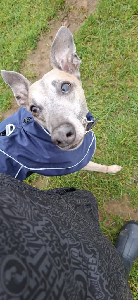 Finn, male senior Mixed Breed for adoption at JR Whippet Rescue CIO