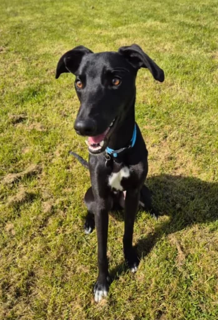 Sox, male puppy Mixed Breed for adoption at JR Whippet Rescue CIO