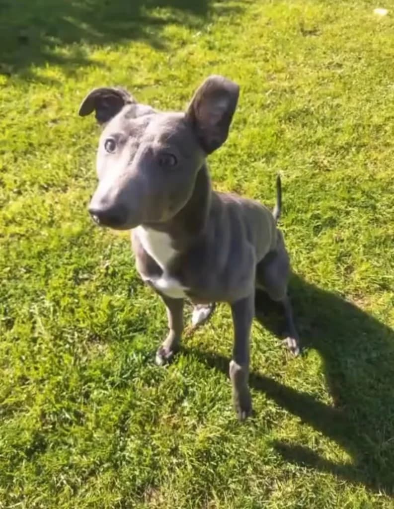Albie, male puppy Mixed Breed for adoption at JR Whippet Rescue CIO