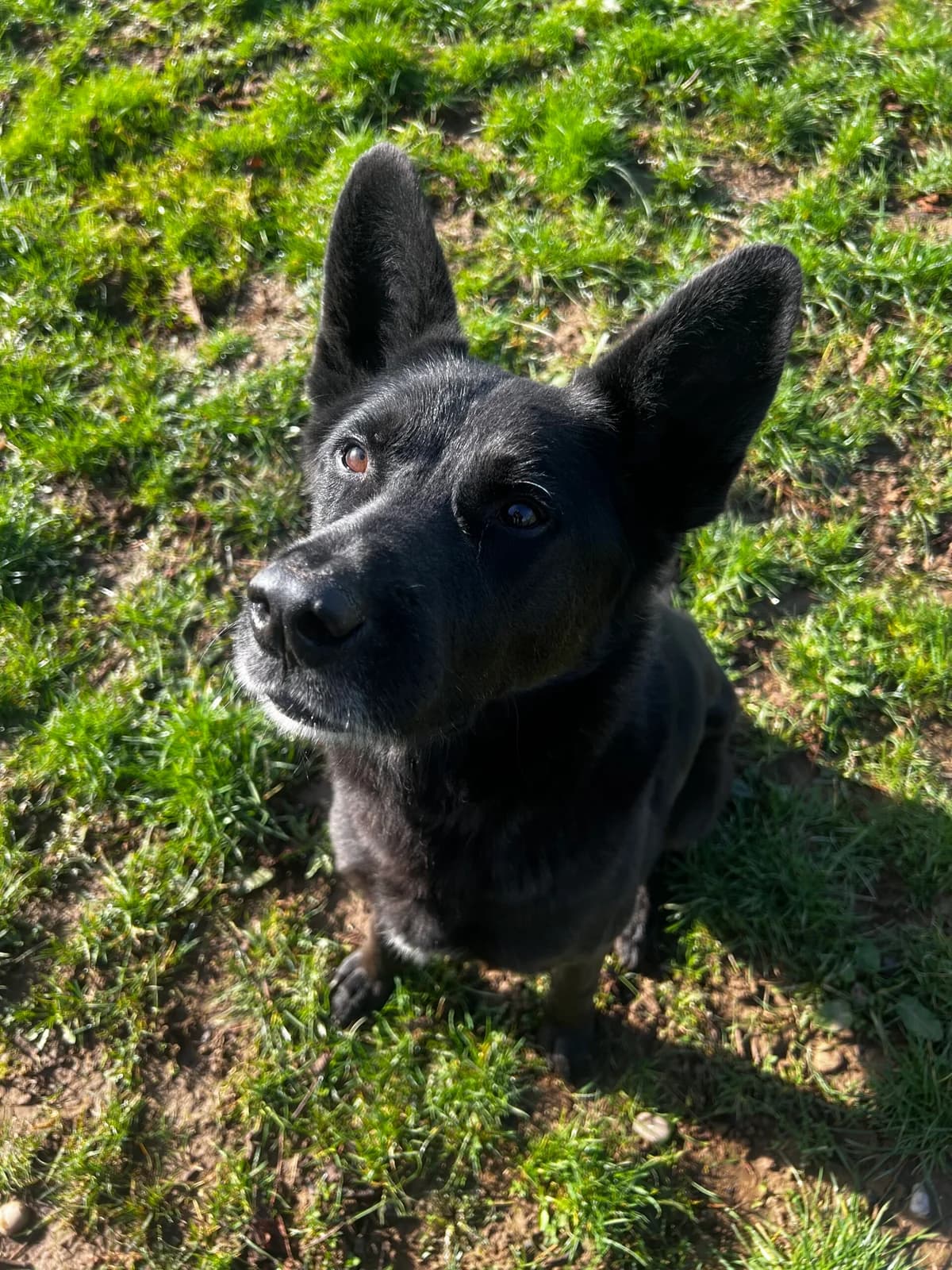 Obi, male 4yo Mixed Breed for adoption at Just For Dogs (East Midlands)