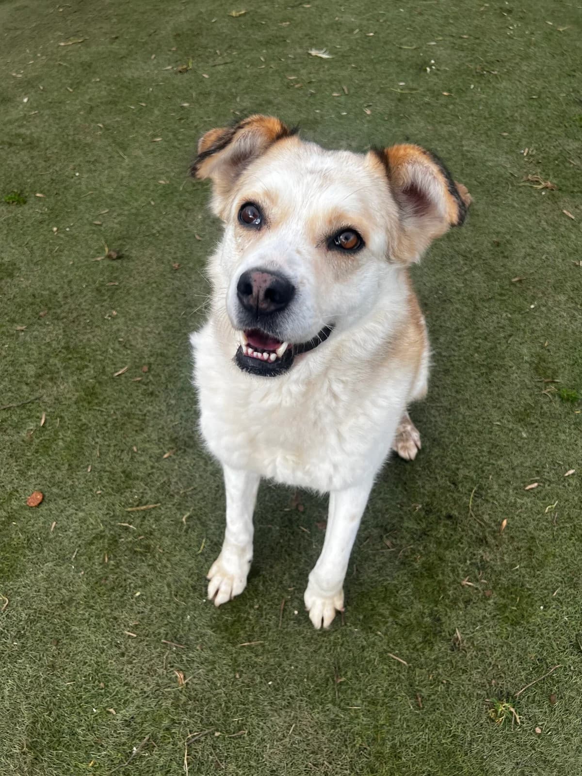 Laika, female senior Mixed Breed for adoption at Just For Dogs (East Midlands)