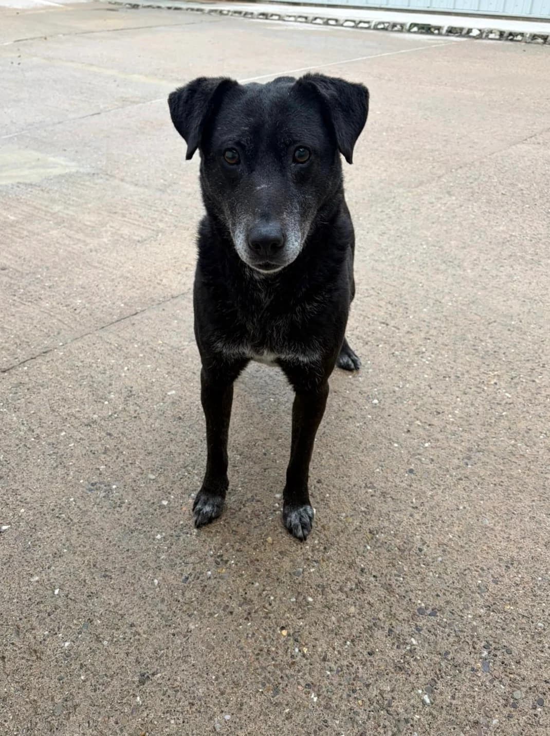 Suki, female senior Mixed Breed for adoption at Just For Dogs (East Midlands)