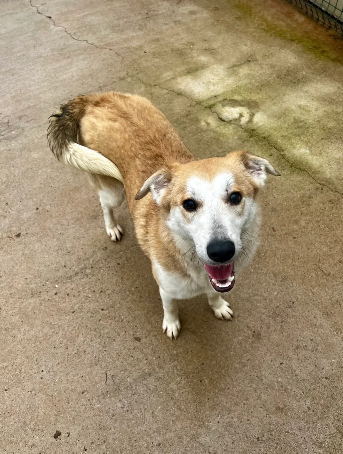 Mabel, female young Mixed Breed for adoption at Just For Dogs (East Midlands)