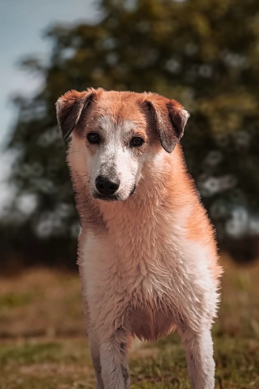 Mabel, female young Mixed Breed for adoption at Just For Dogs (East Midlands)