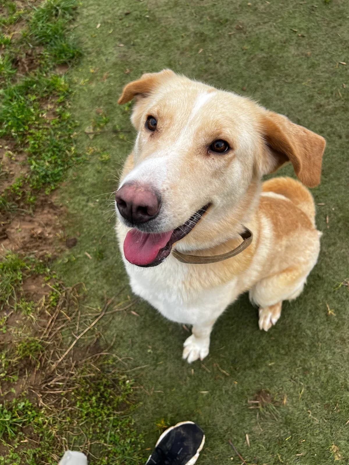 Coco, female young Mixed Breed for adoption at Just For Dogs (East Midlands)