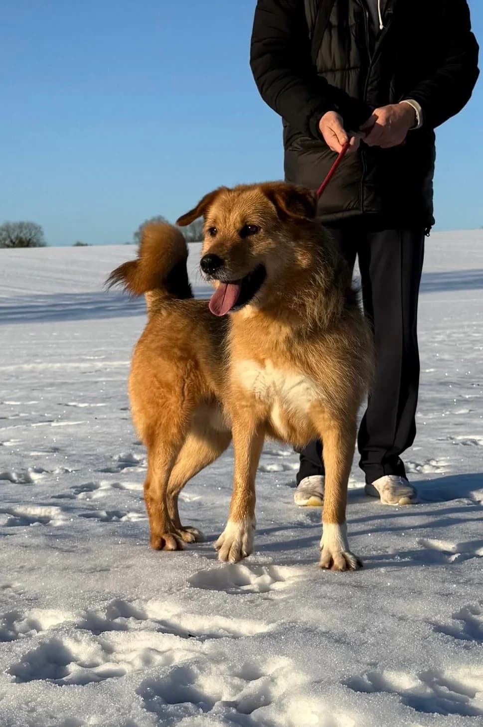 Scamp, male 5yo Mixed Breed for adoption at Just For Dogs (East Midlands)