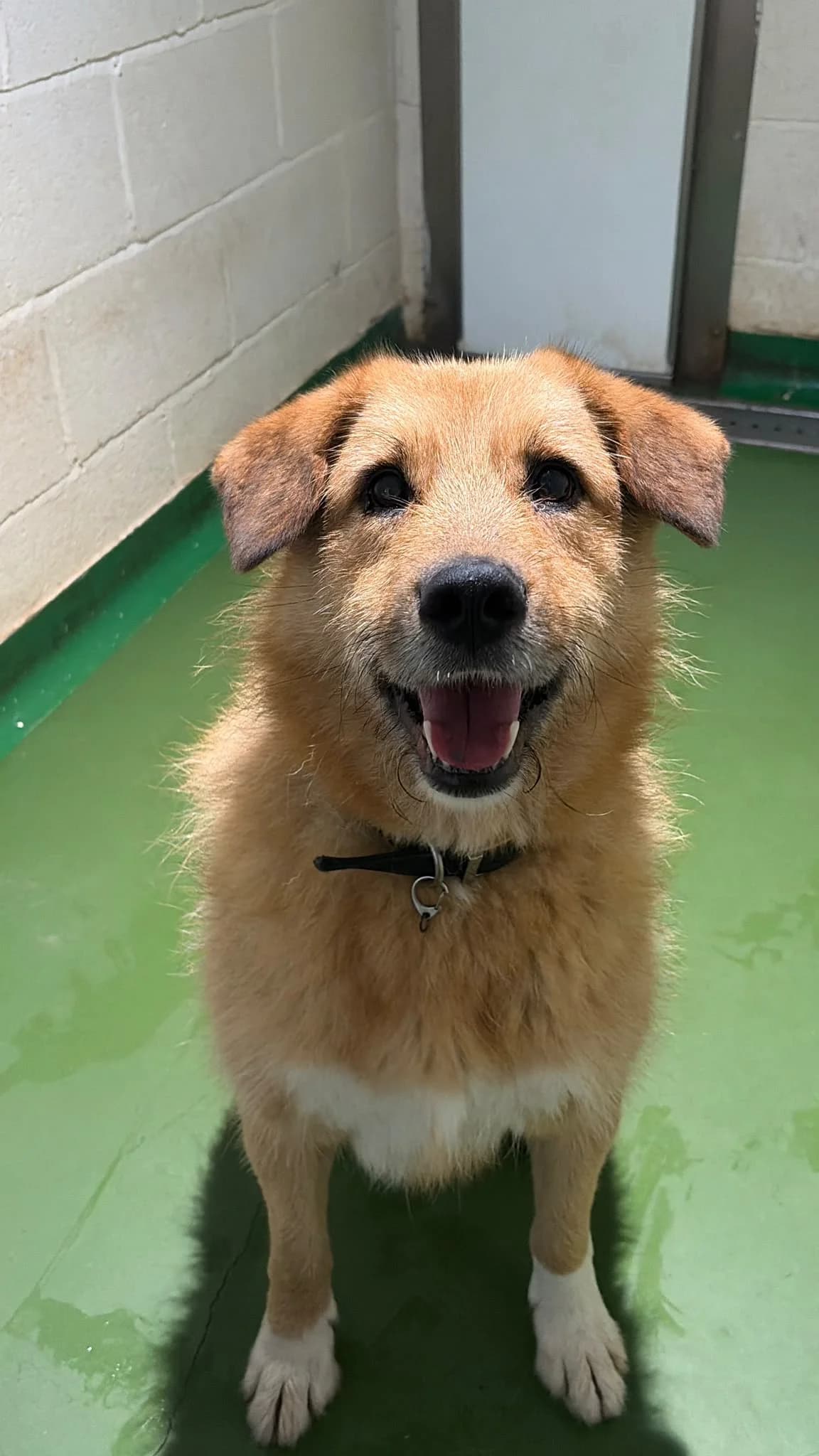 Scamp, male 6yo Mixed Breed for adoption at Just For Dogs (East Midlands)