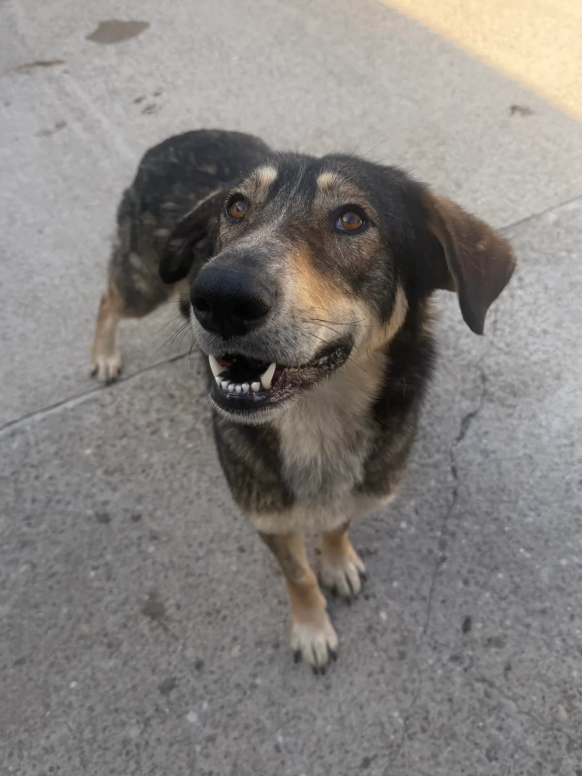 Maggie, female 3yo Mixed Breed for adoption at Just For Dogs (East Midlands)