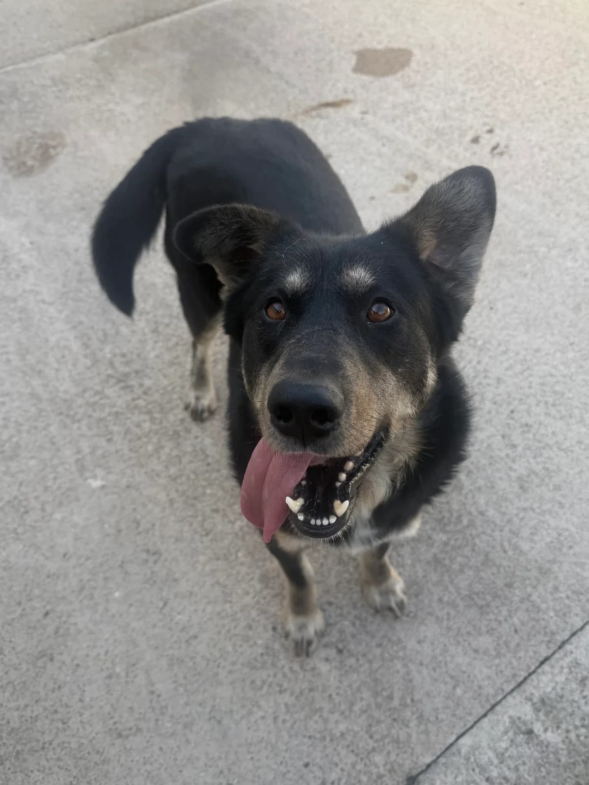 Marek, male 5yo Mixed Breed for adoption at Just For Dogs (East Midlands)