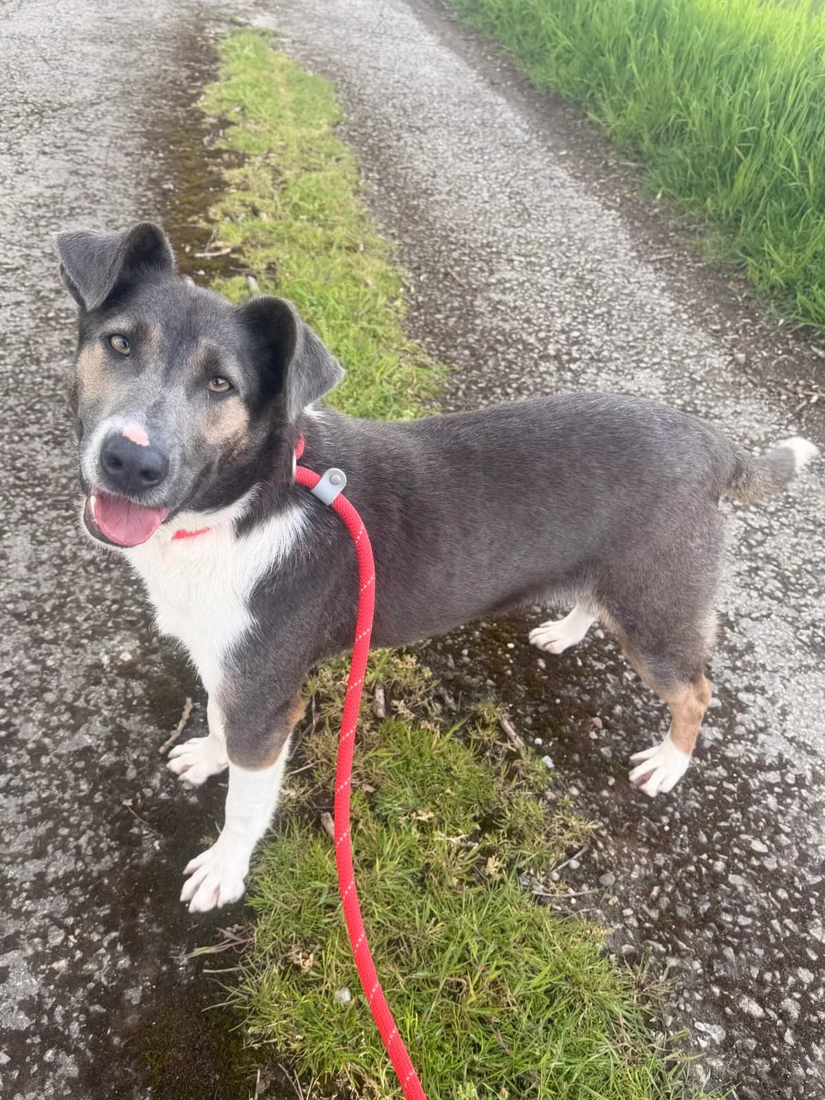 Hamish, male young Mixed Breed for adoption at Just For Dogs (East Midlands)