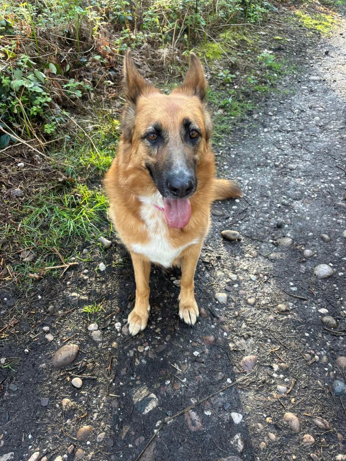 Faith, female 5yo Mixed Breed for adoption at Just For Dogs (East Midlands)