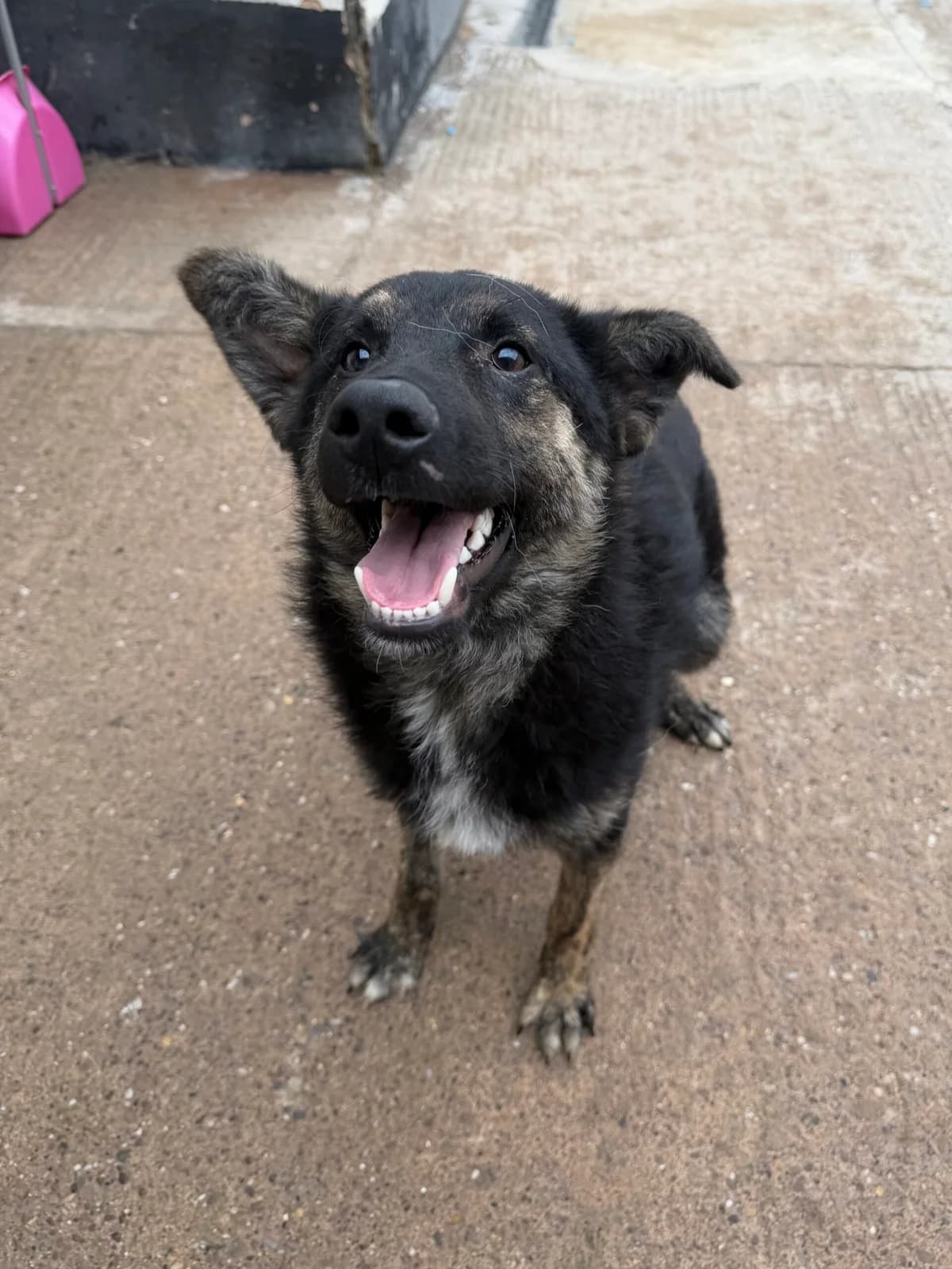 Joey, male young Mixed Breed for adoption at Just For Dogs (East Midlands)
