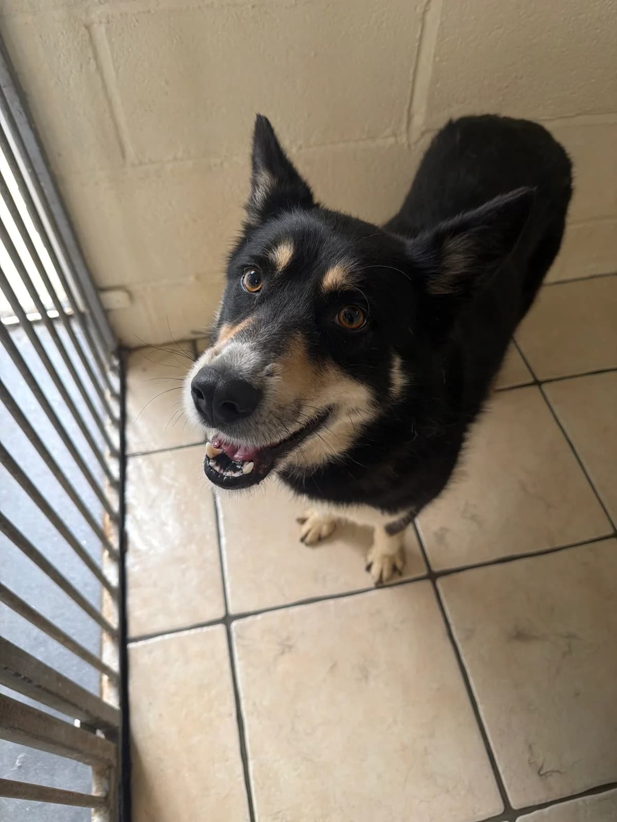 Dani, female 4yo Mixed Breed for adoption at Just For Dogs (East Midlands)