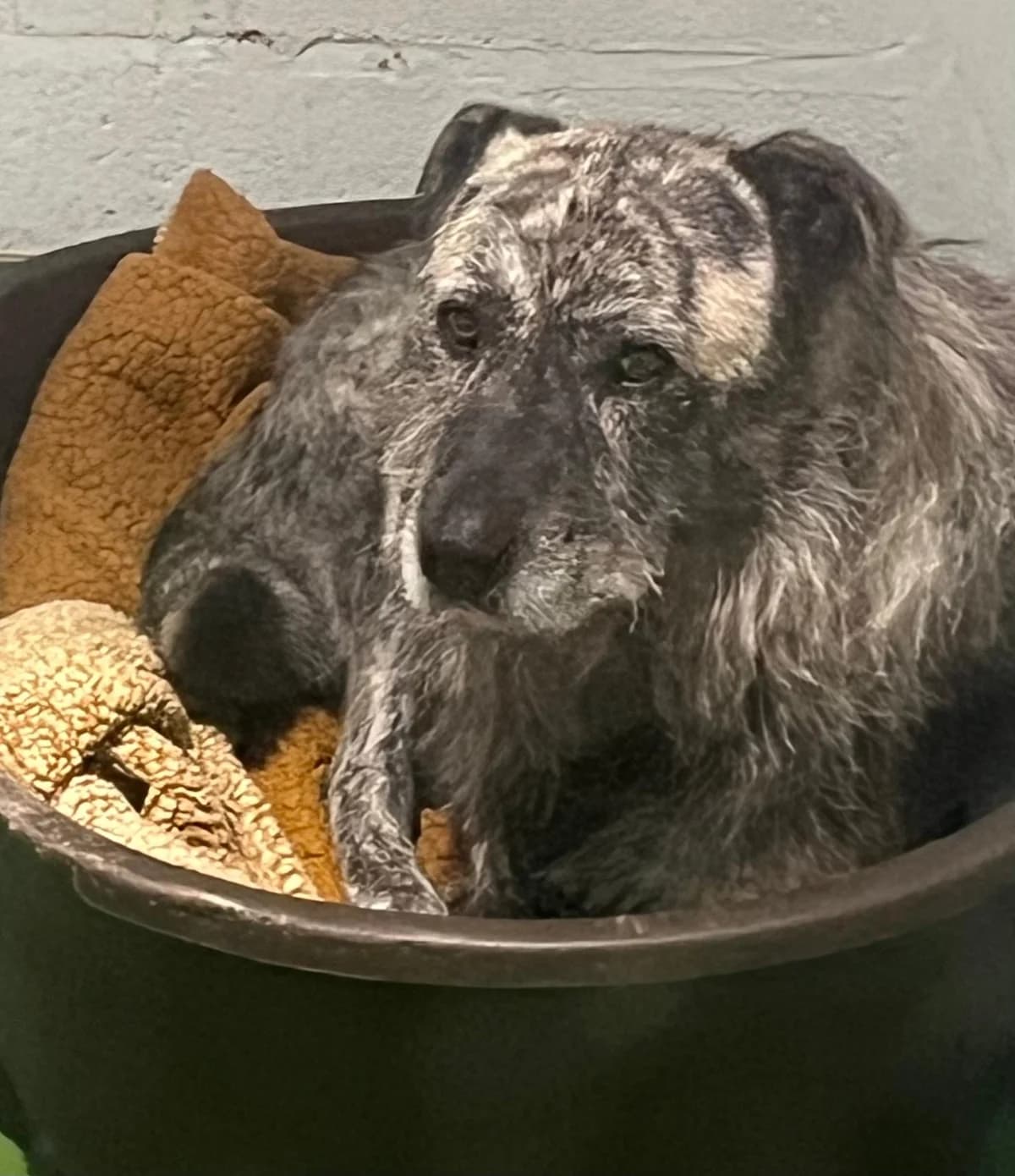 Odin, male senior Mixed Breed for adoption at Just For Dogs (East Midlands)