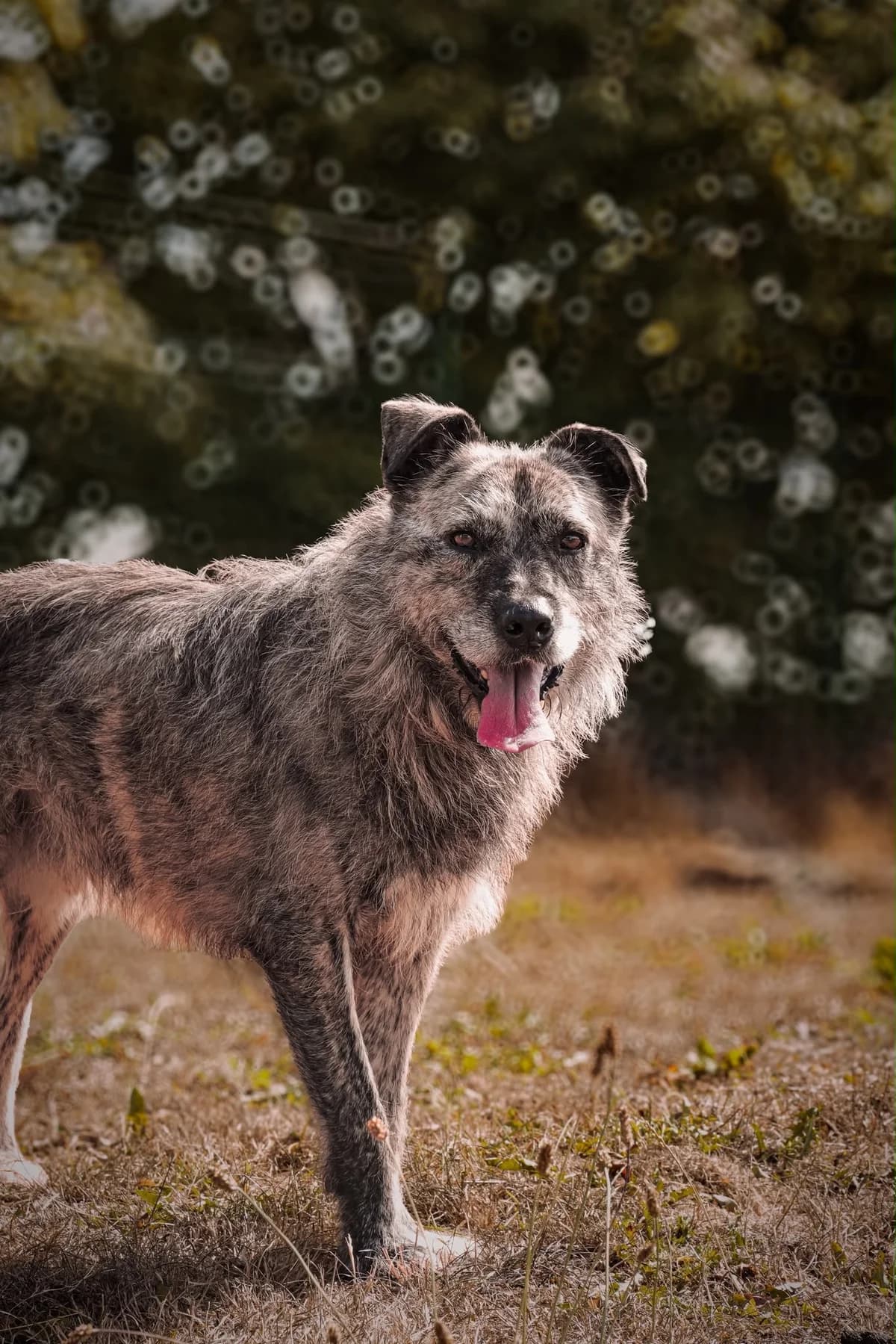 Odin, male senior Mixed Breed for adoption at Just For Dogs (East Midlands)