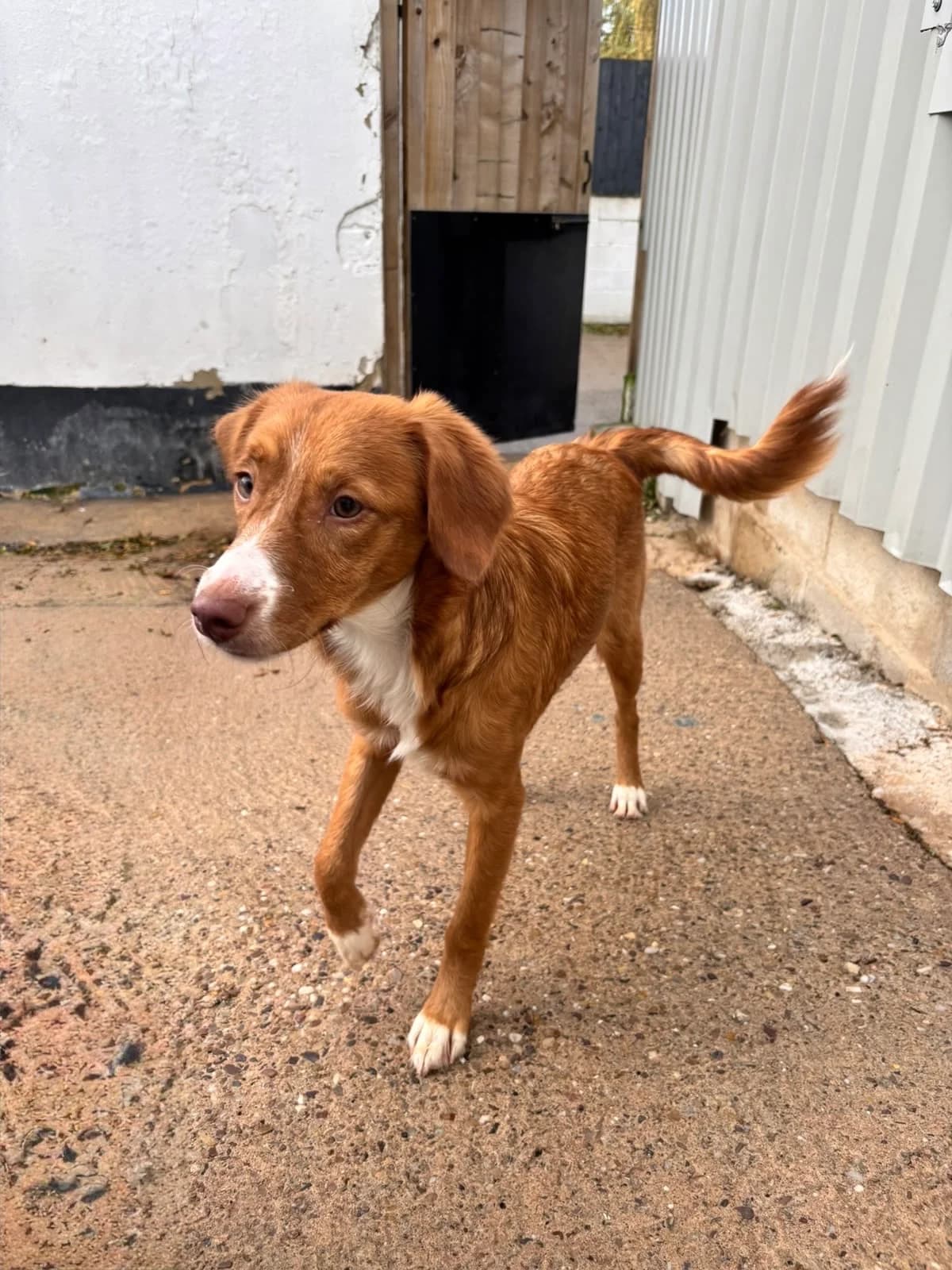 Izzy, female puppy Mixed Breed for adoption at Just For Dogs (East Midlands)