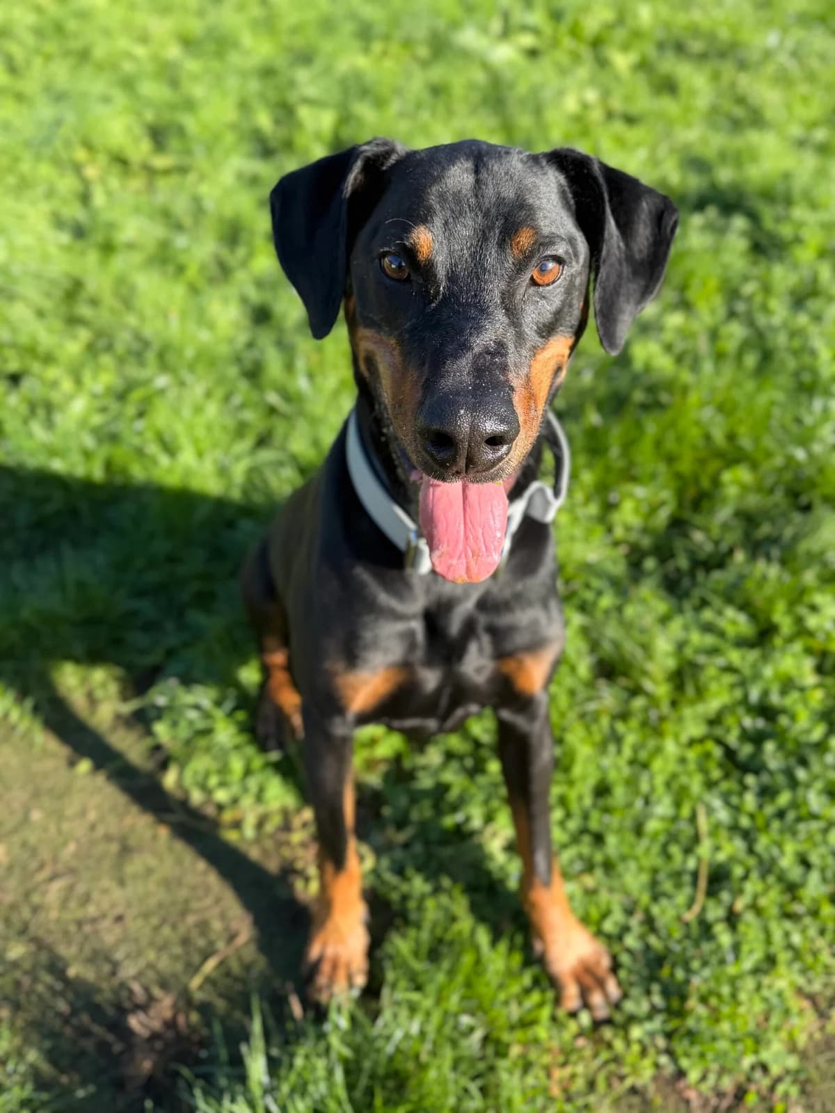 Tyson, male senior Doberman for adoption at Just For Dogs (East Midlands)