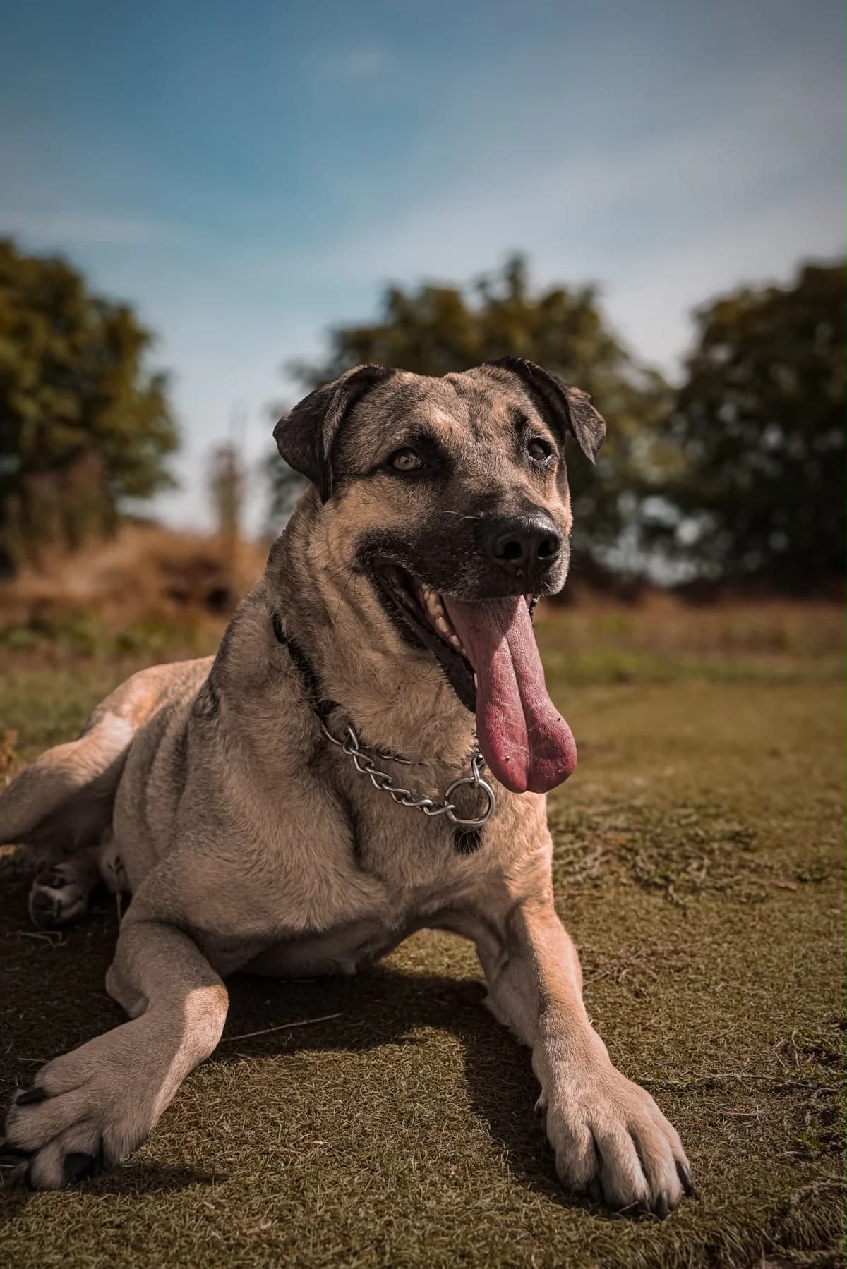 Mickey, male 7yo mixed breed for adoption at Just For Dogs (East Midlands)