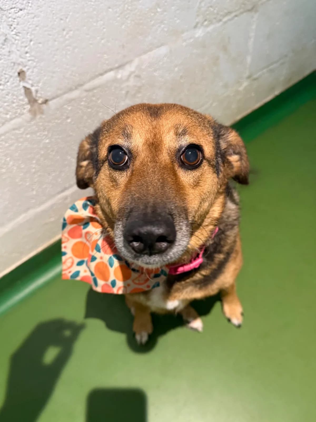 Bella, female 5yo Mixed Breed for adoption at Just for Dogs (East Midlands)