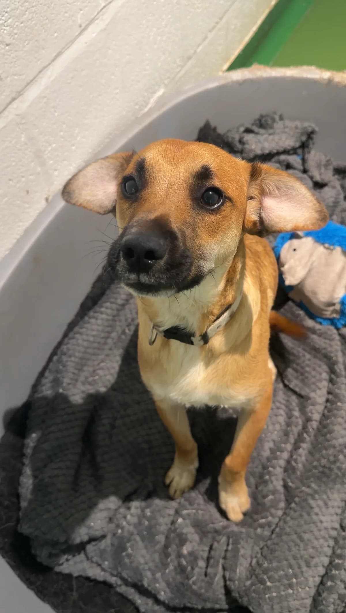 Bobi, male puppy Mixed Breed for adoption at Just for Dogs (East Midlands)