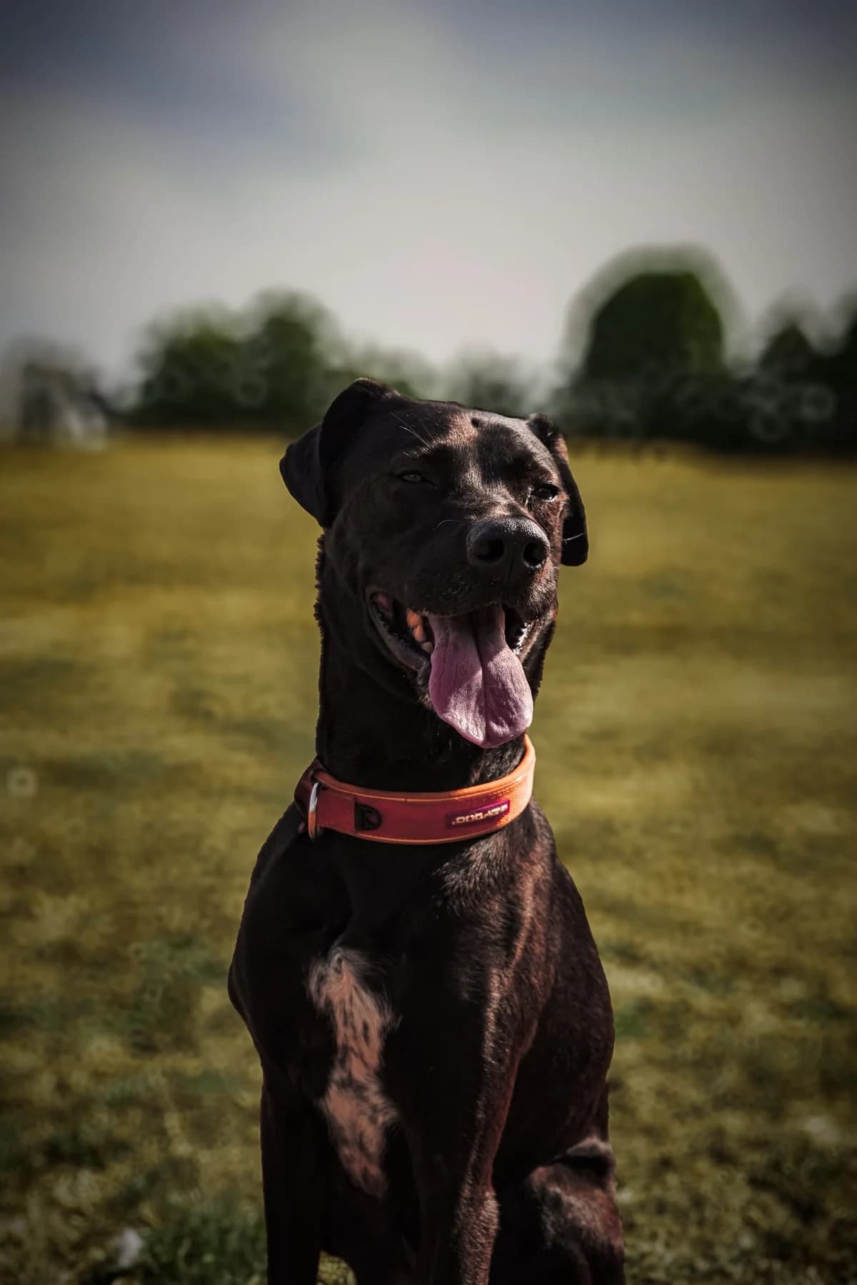 Dexter, male Mixed Breed for adoption at Just for Dogs (East Midlands)