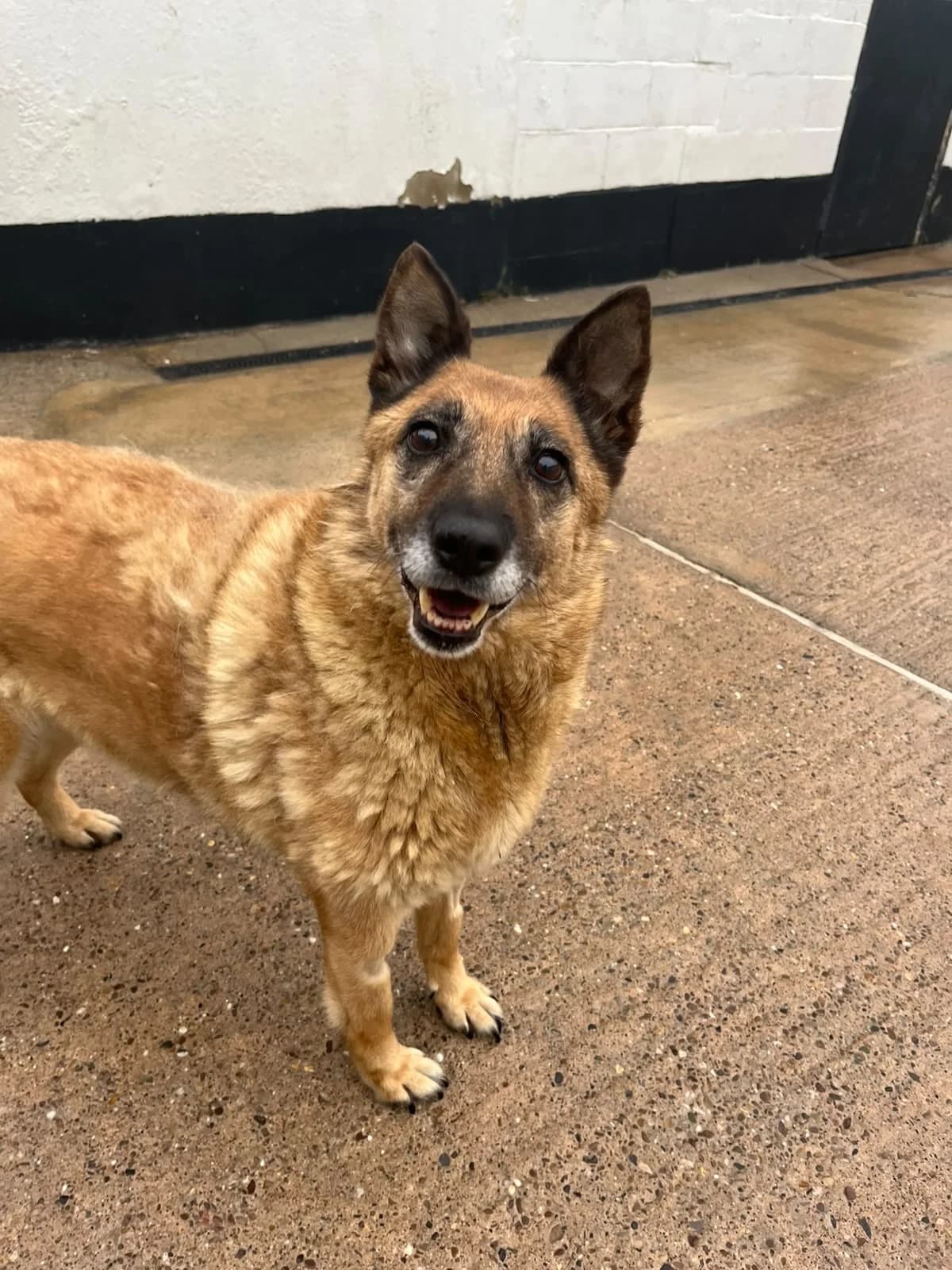 Emilie, female senior Mixed Breed for adoption at Just for Dogs (East Midlands)