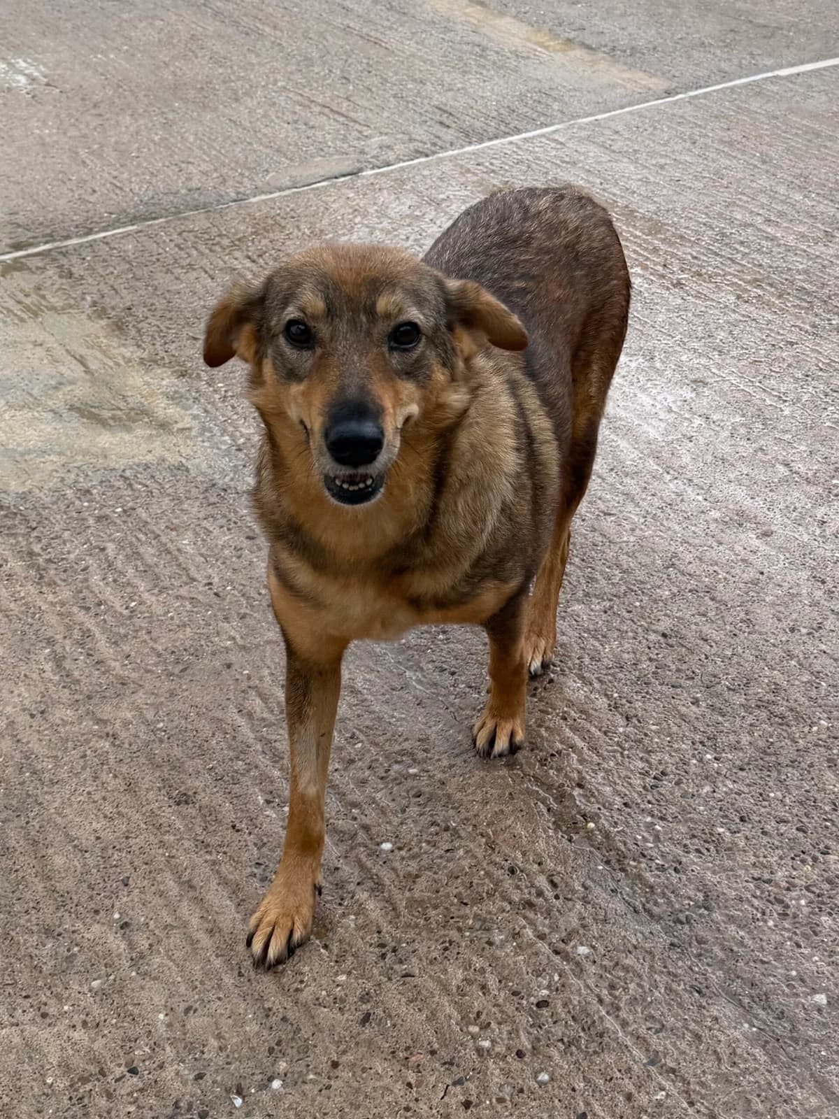 Ivy, female 4yo Mixed Breed for adoption at Just for Dogs (East Midlands)