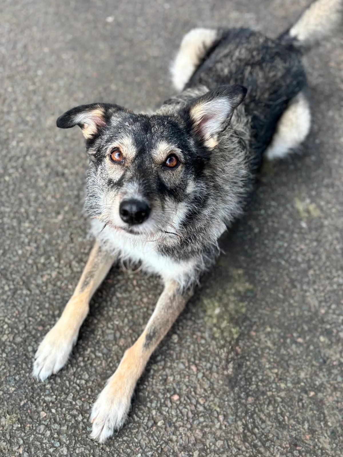 Juniper, female 3yo Mixed Breed for adoption at Just for Dogs (East Midlands)