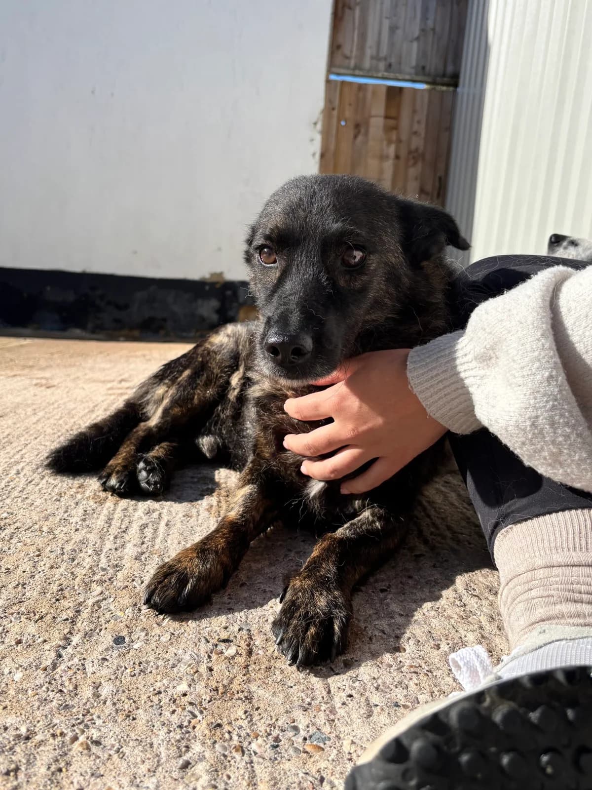 Marco, male 5yo Mixed Breed for adoption at Just for Dogs (East Midlands)