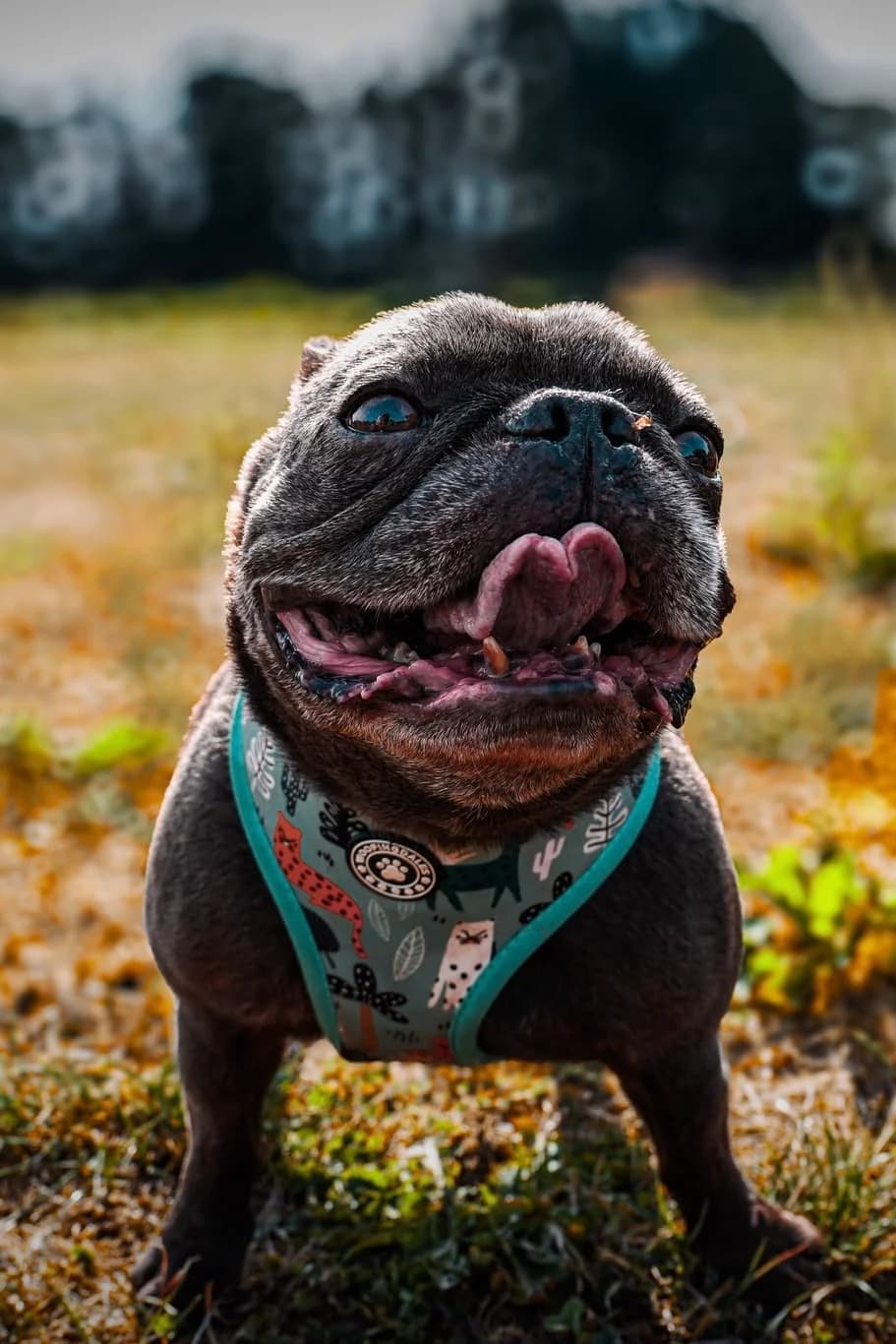 Stitch, male senior English Bulldog for adoption at Just for Dogs (East Midlands)