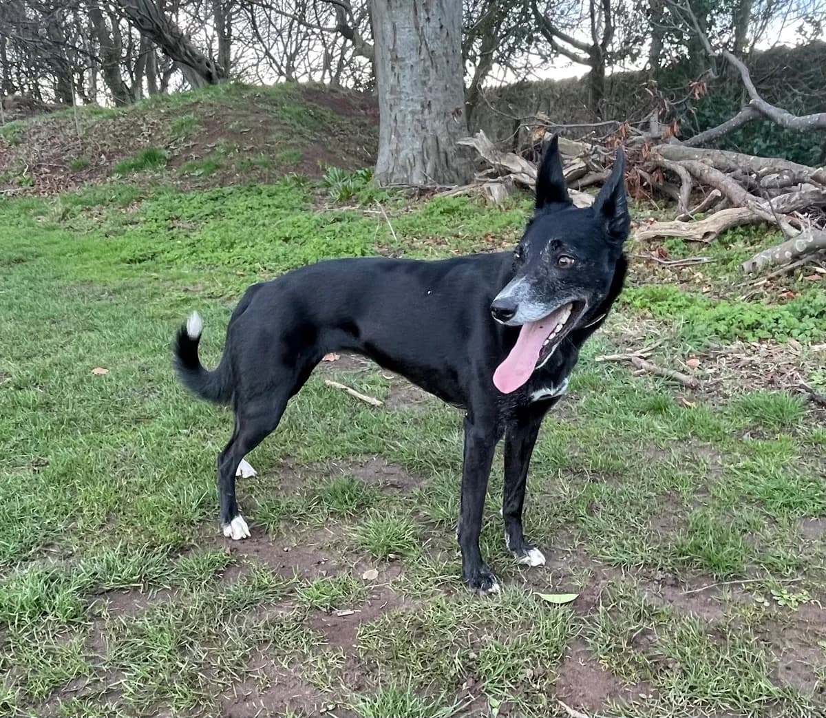 Eva, female 3yo Whippet for adoption at Justwhippetsrescue, Exeter
