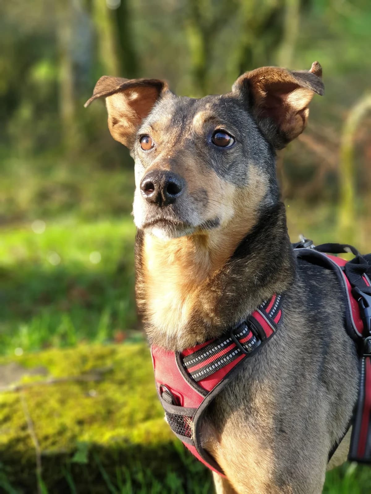 Maggie & Kaya, female senior Mixed Breed for adoption at K9 Rescue, Crymych