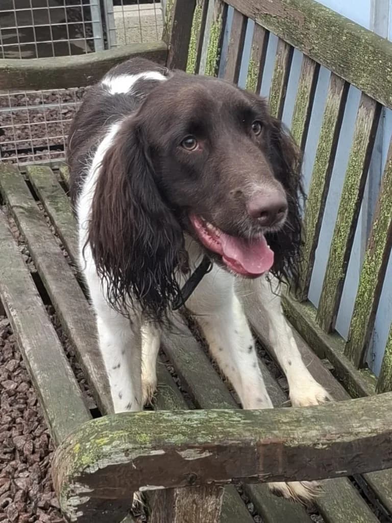 Blade, male mixed breed for adoption at Keith