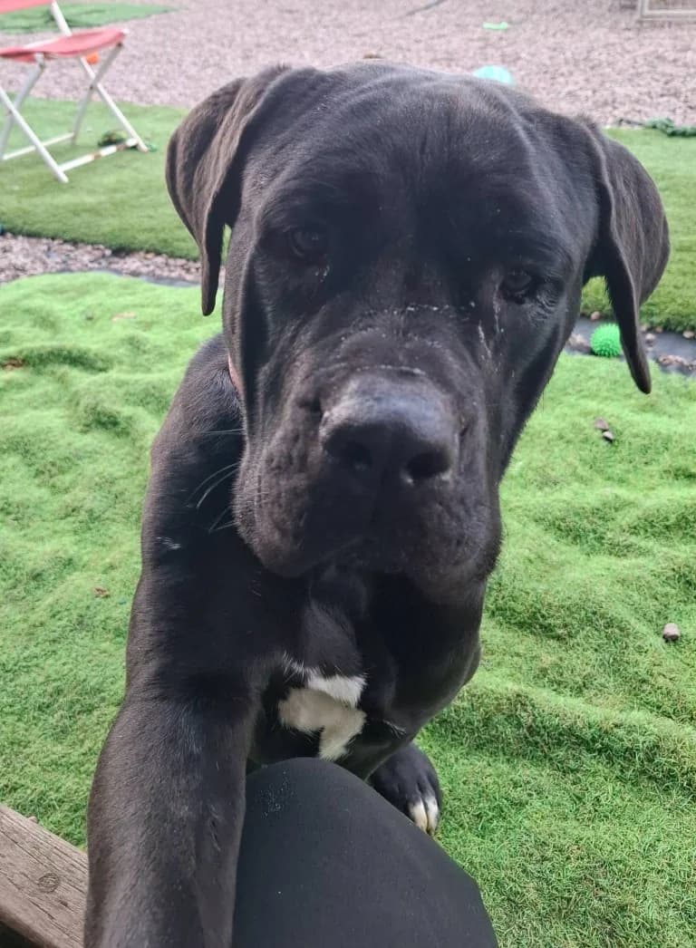 Luna, female young Cane Corso for adoption at Keith