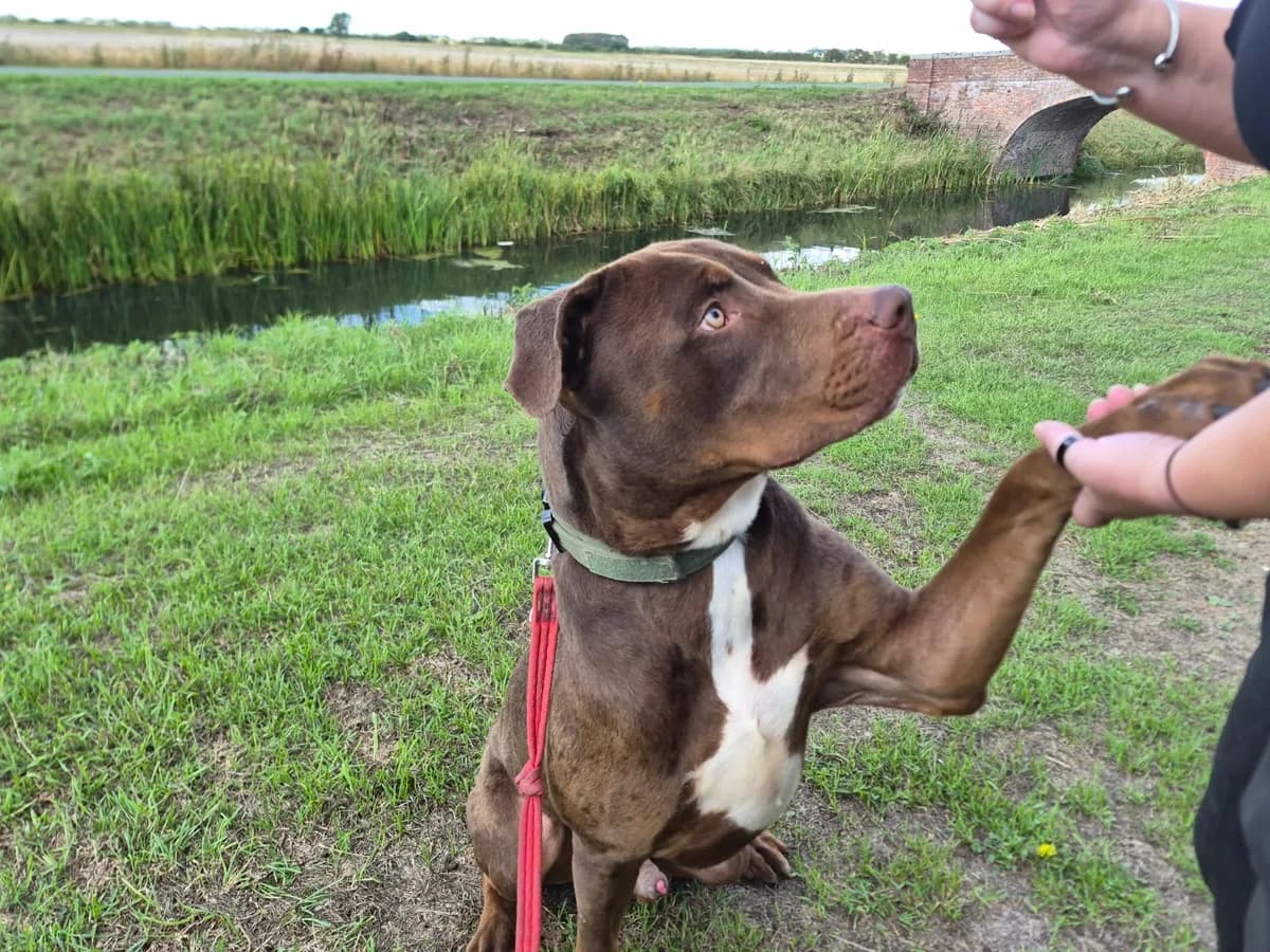 Rolo, male young Doberman for adoption at Keith