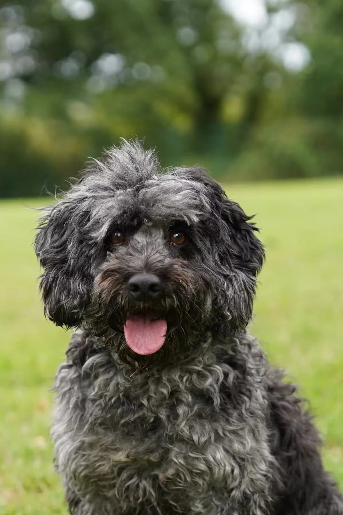 Buddy, male 7yo Cockapoo for adoption at Kit Wilson Trust for Animal Welfare