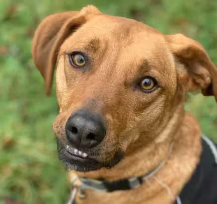 Callie, female young Lurcher for adoption at Kit Wilson Trust for Animal Welfare