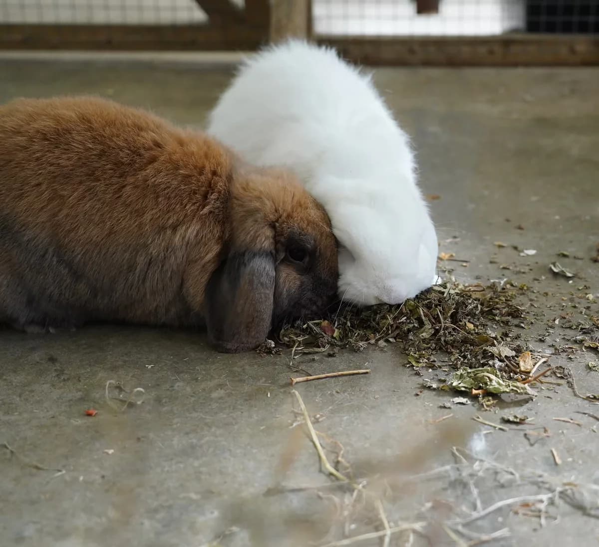 Cuddles & Snowy, male young Mixed Breed for adoption at Kit Wilson Trust for Animal Welfare