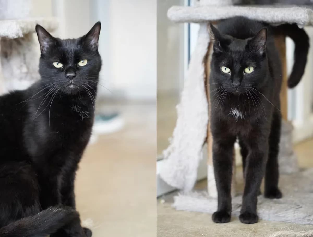 Dhuska & Toddy, 3yo Mixed Breed for adoption at Kit Wilson Trust for Animal Welfare