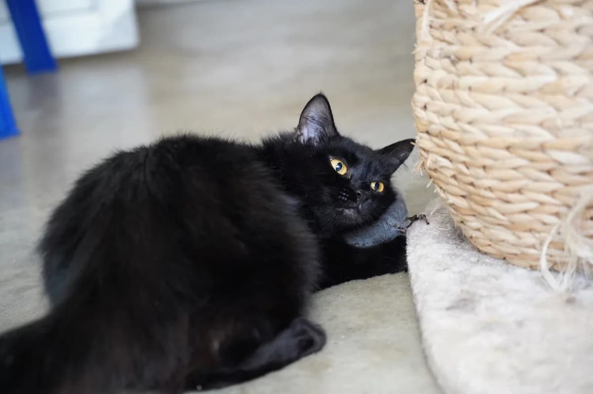 Hermione, female young Mixed Breed for adoption at Kit Wilson Trust for Animal Welfare