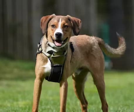 Leo, male puppy mixed breed for adoption at Kit Wilson Trust for Animal Welfare