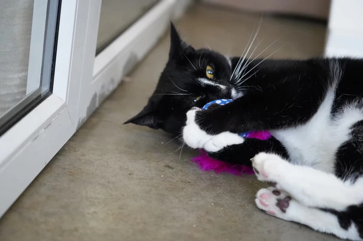 Maggie, female 3yo Mixed Breed for adoption at Kit Wilson Trust for Animal Welfare